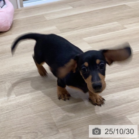 ミニチュア・ダックスフンドの写真