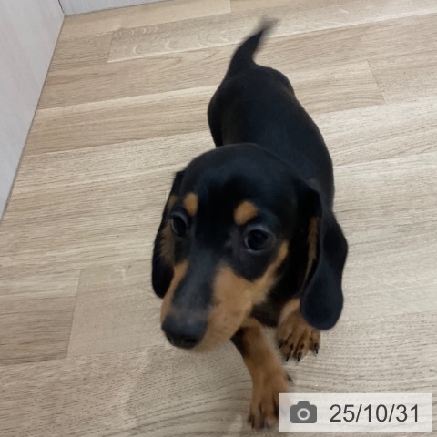 ミニチュア・ダックスフンドの写真