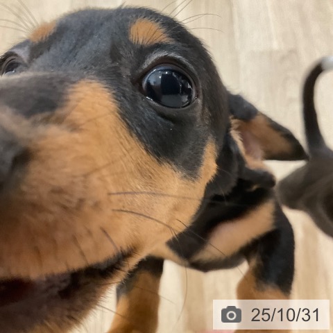 ミニチュア・ダックスフンドの写真