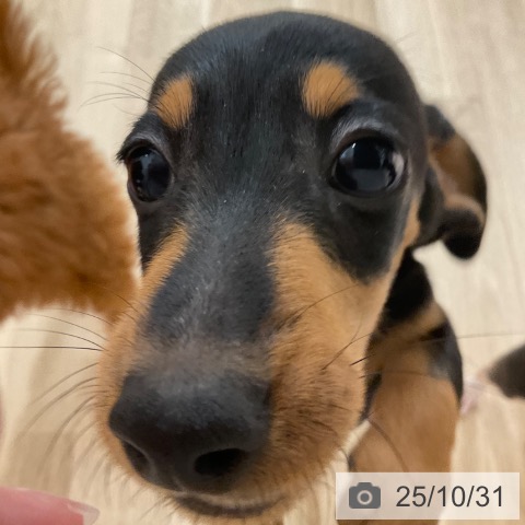 ミニチュア・ダックスフンドの写真