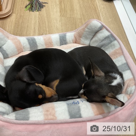 ミニチュア・ダックスフンドの写真