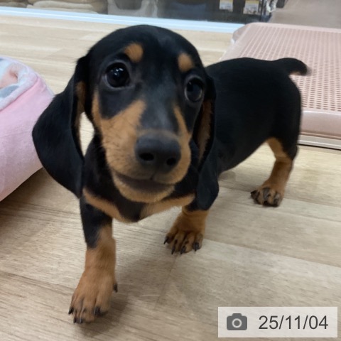 ミニチュア・ダックスフンドの写真