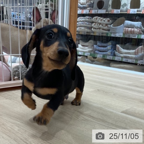 ミニチュア・ダックスフンドの写真