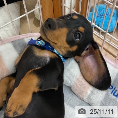 ミニチュア・ダックスフンドの写真