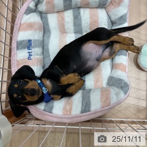 ミニチュア・ダックスフンドの写真