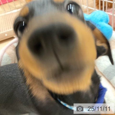 ミニチュア・ダックスフンドの写真