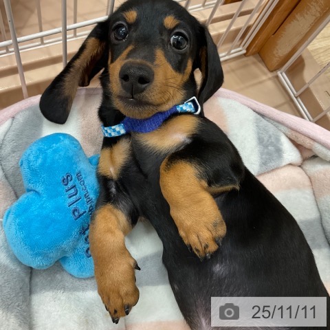 ミニチュア・ダックスフンドの写真