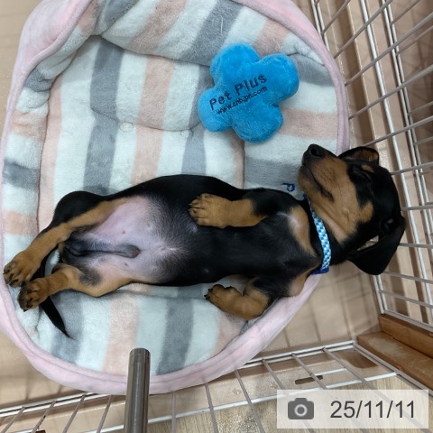 ミニチュア・ダックスフンドの写真