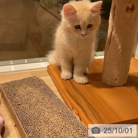 ラガマフィンの写真