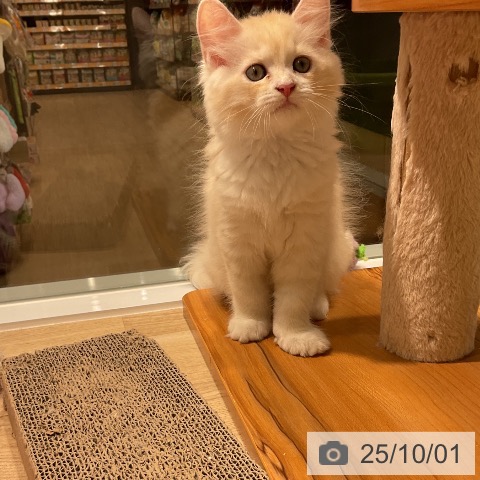ラガマフィンの写真