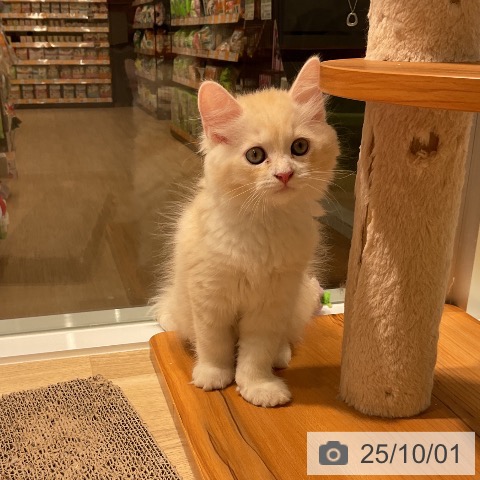 ラガマフィンの写真