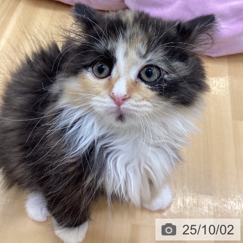 ラガマフィンの写真