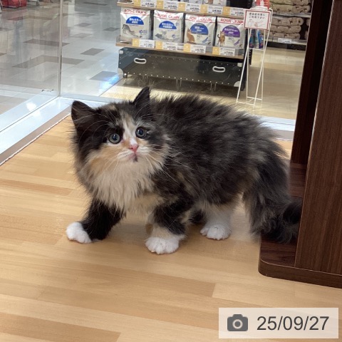 ラガマフィンの写真