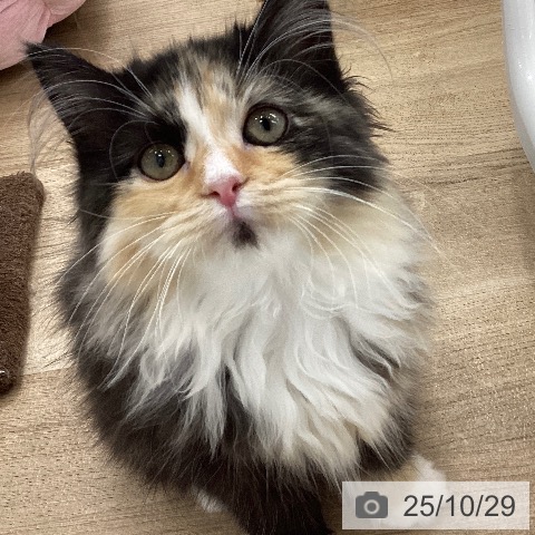 ラガマフィンの写真