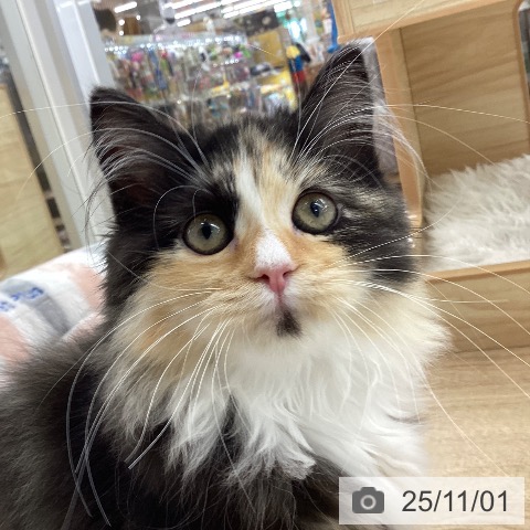 ラガマフィンの写真