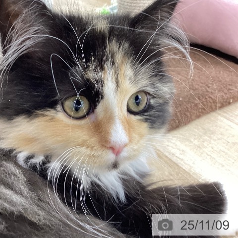 ラガマフィンの写真