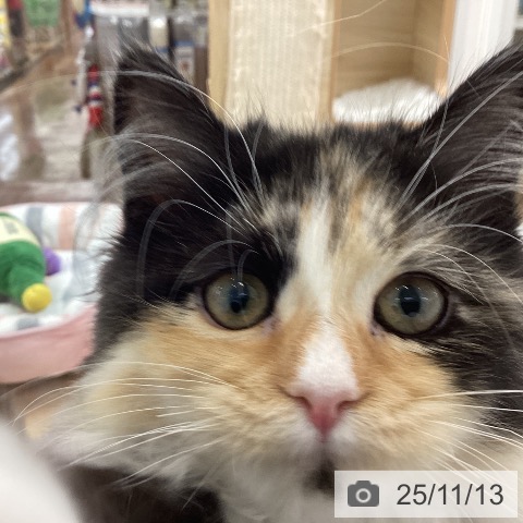 ラガマフィンの写真