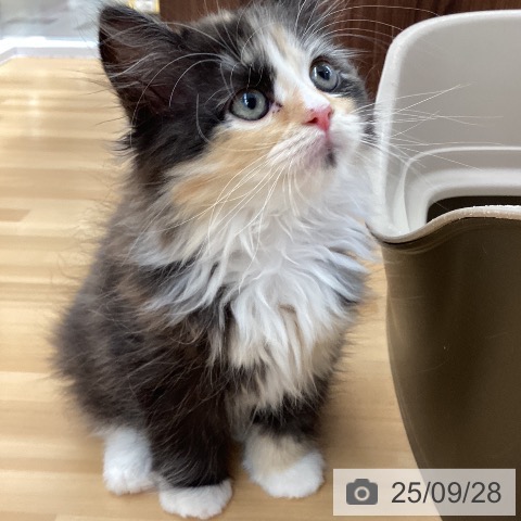 ラガマフィンの写真