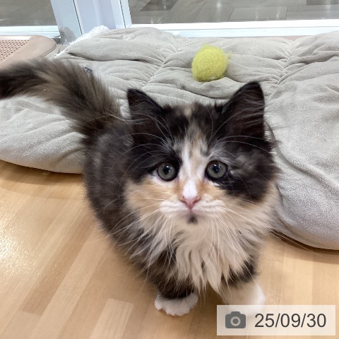 ラガマフィンの写真