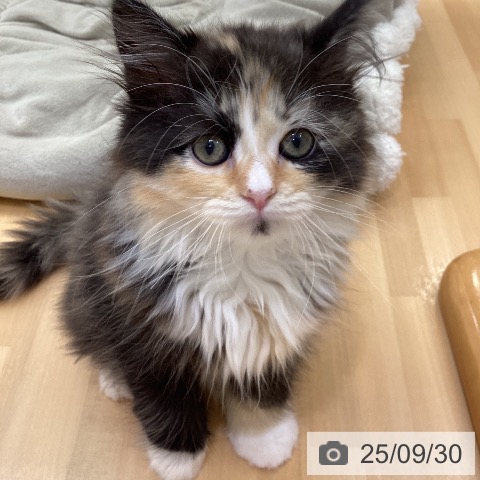 ラガマフィンの写真