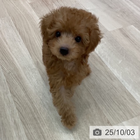 トイ・プードルの写真