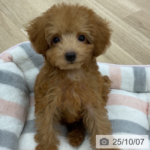 トイ・プードルの写真