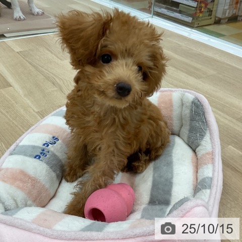 トイ・プードルの写真