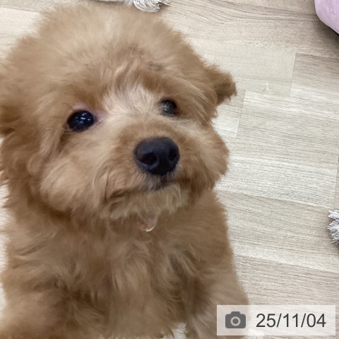 トイ・プードルの写真