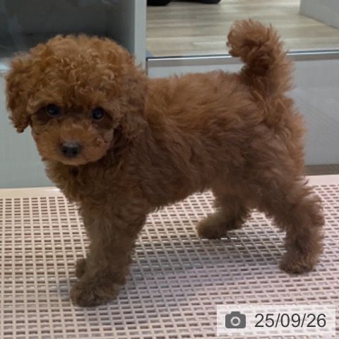 トイ・プードルの写真