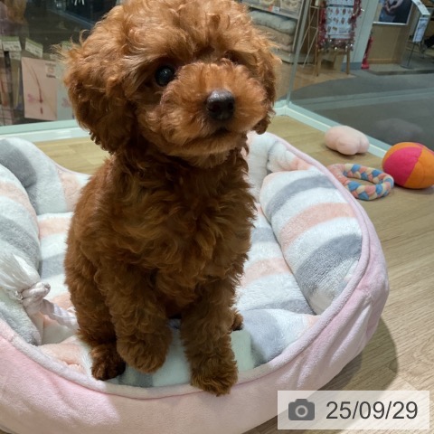 トイ・プードルの写真