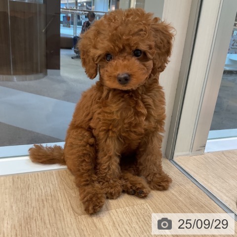 トイ・プードルの写真