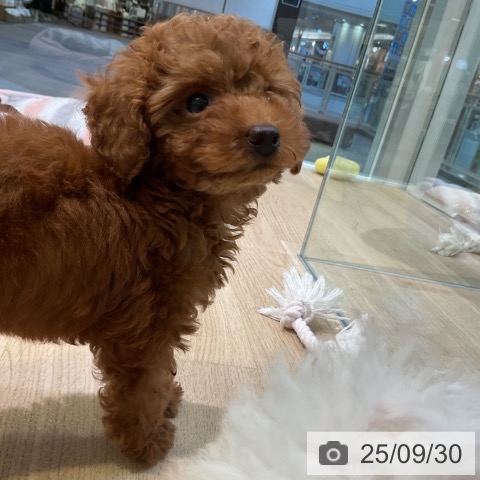 トイ・プードルの写真