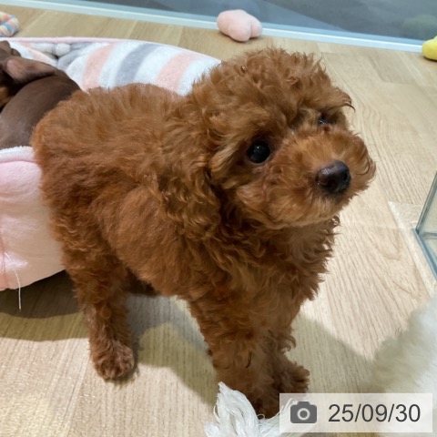 トイ・プードルの写真