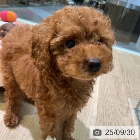 トイ・プードルの写真