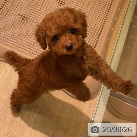 トイ・プードルの写真