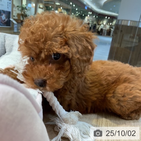 トイ・プードルの写真