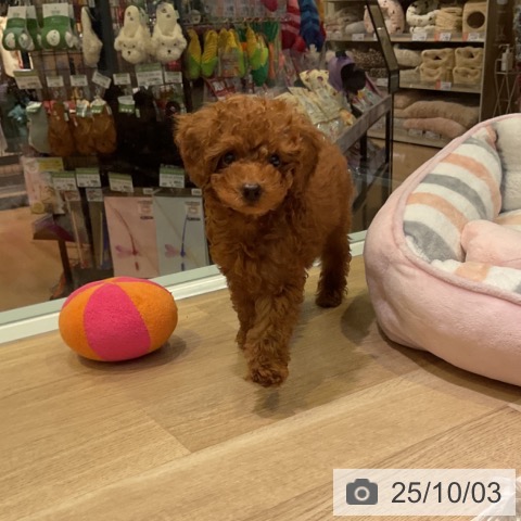 トイ・プードルの写真