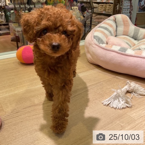 トイ・プードルの写真