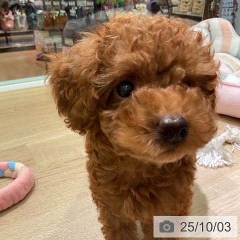 トイ・プードルの写真