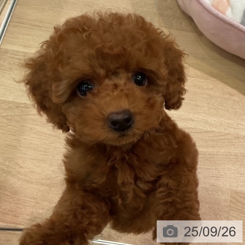 トイ・プードルの写真