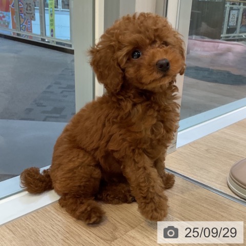 トイ・プードルの写真