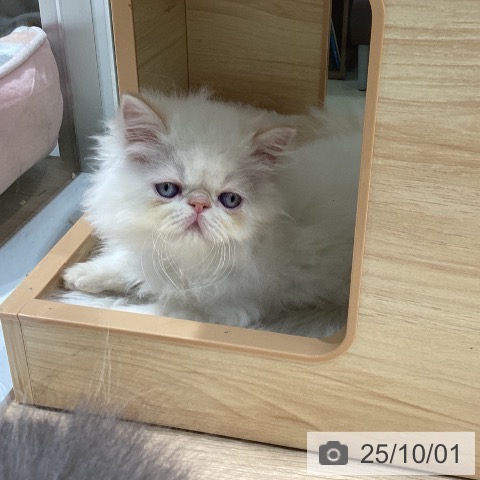 ヒマラヤンの写真