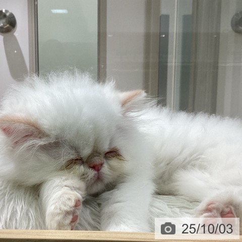 ヒマラヤンの写真