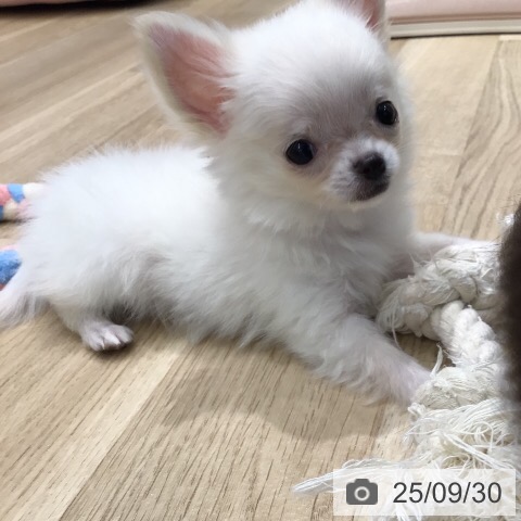 チワワの写真