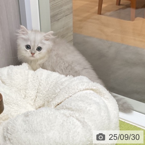 ペルシャの写真