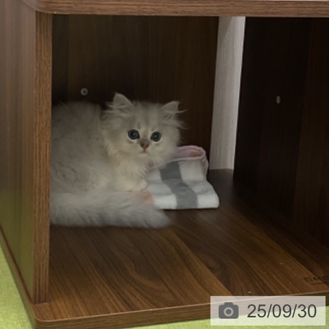 ペルシャの写真