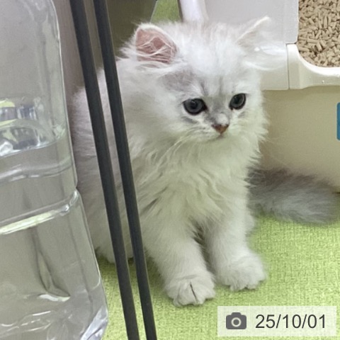 ペルシャの写真