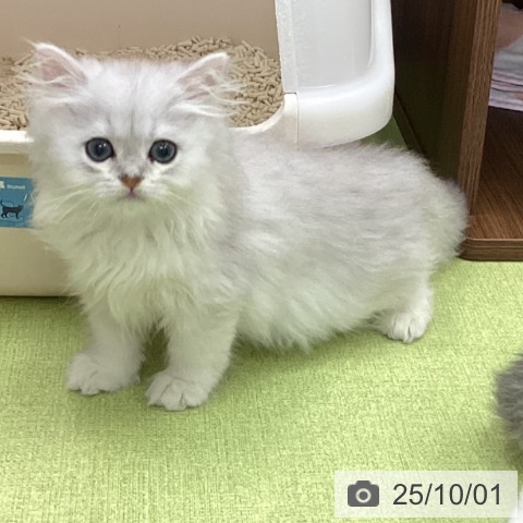 ペルシャの写真