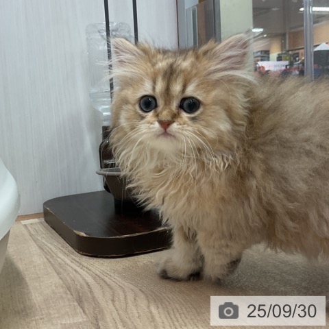 ペルシャの写真