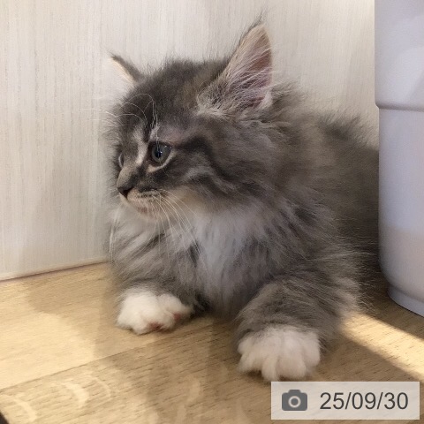 ノルウェージャンフォレストキャットの写真